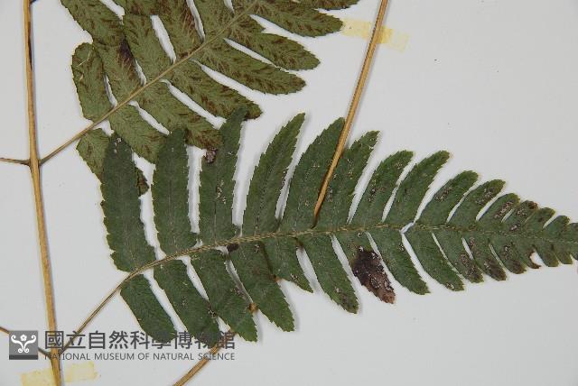 廣葉深山雙蓋蕨藏品圖，第5張