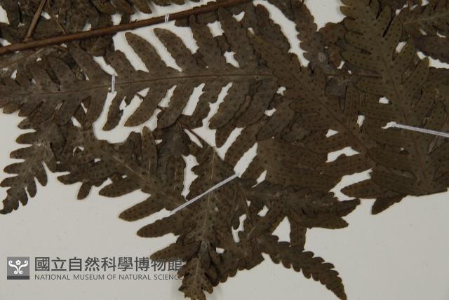 薄葉擬肋毛蕨藏品圖，第5張