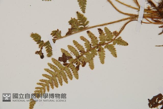 細毛碗蕨藏品圖，第4張