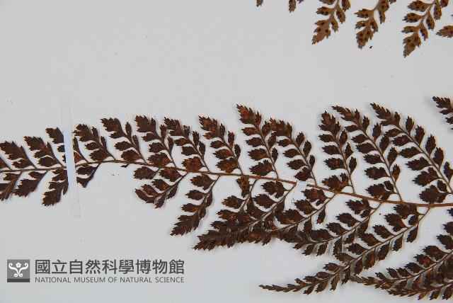 臺灣兩面複葉耳蕨藏品圖，第5張