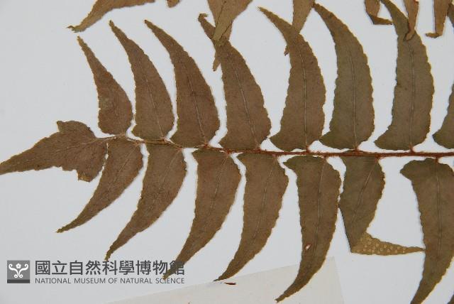 貫眾蕨藏品圖，第5張