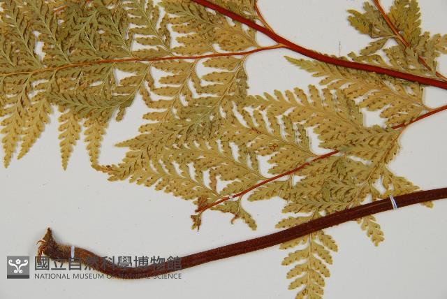 碗蕨藏品圖，第5張