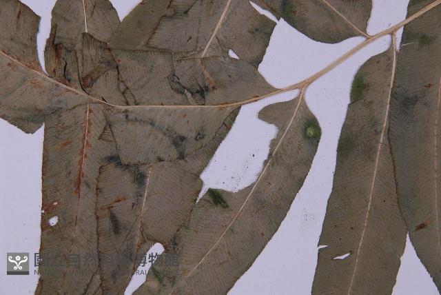 登錄號:P003642藏品圖，第5張