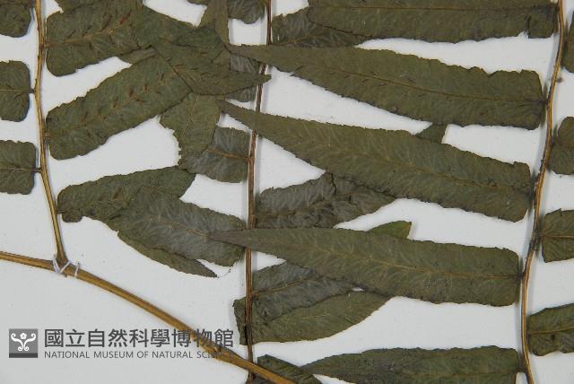 毛柄短腸蕨藏品圖，第5張