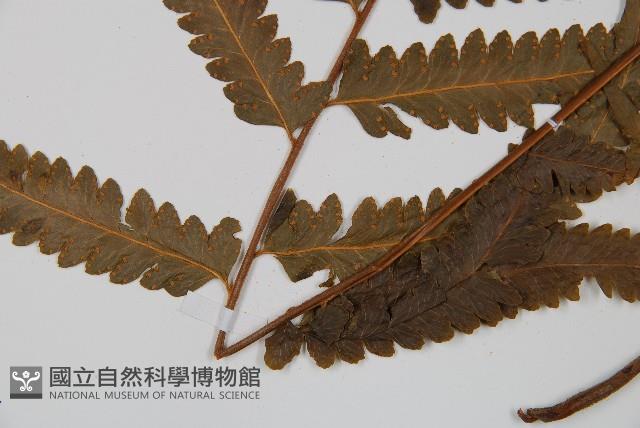 邊緣鱗蓋蕨藏品圖，第5張