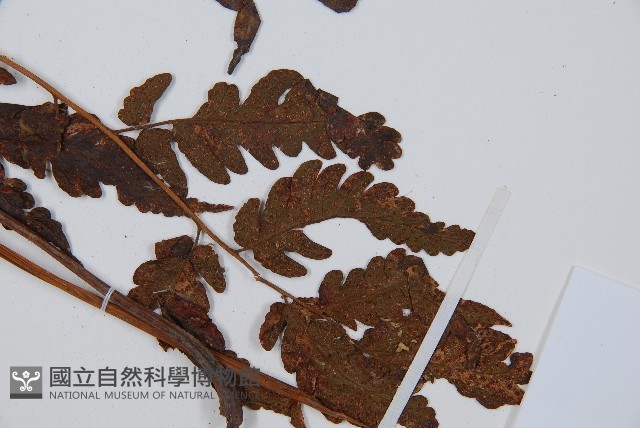 密毛鱗蓋蕨藏品圖，第5張