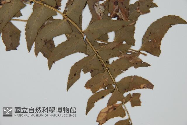 鐮羽貫眾藏品圖，第5張