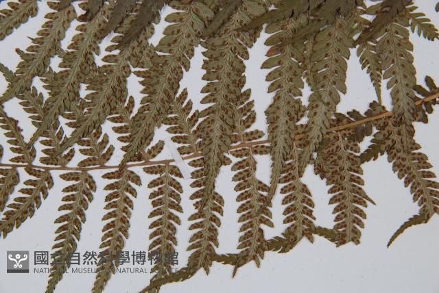 禾稈蹄蓋蕨藏品圖，第5張