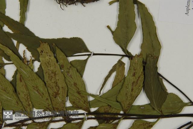 革葉鐵角蕨藏品圖，第5張