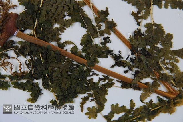 熱帶鱗蓋蕨藏品圖，第5張