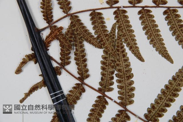 台灣黑桫欏藏品圖，第5張