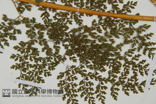 彎柄假複葉耳蕨藏品圖，第5張