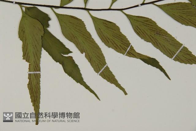 革葉鐵角蕨藏品圖，第4張