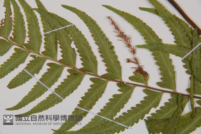 邊緣鱗蓋蕨藏品圖，第5張