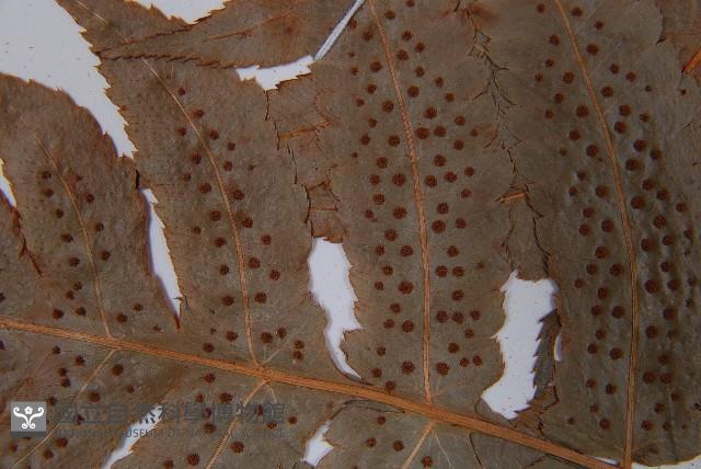 華東安蕨藏品圖，第5張