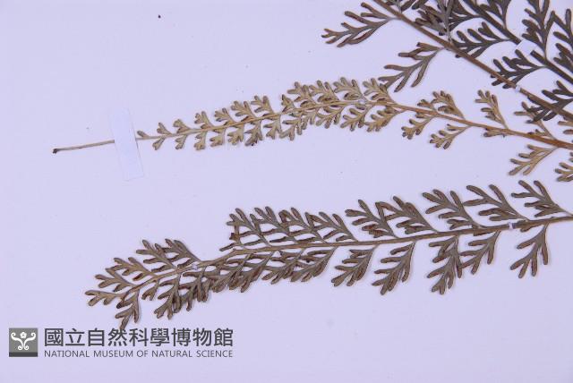 長生鐵角蕨藏品圖，第5張