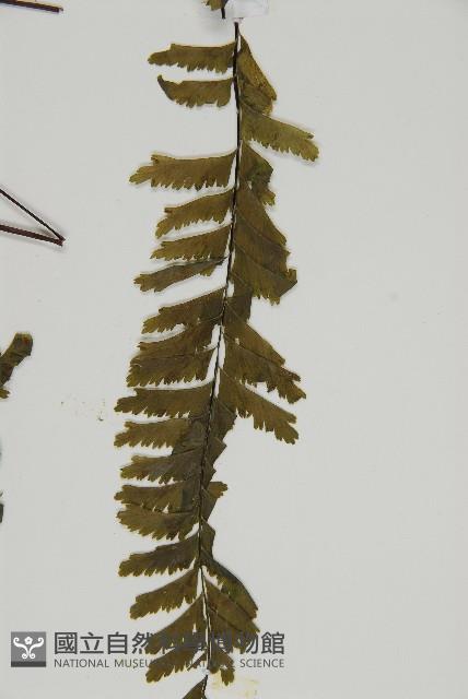 薄葉孔雀鐵角蕨、邊孢鐵角蕨藏品圖，第5張