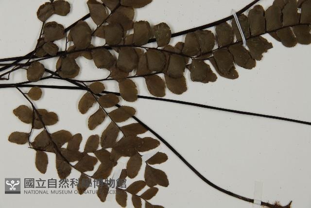 扇葉鐵線蕨藏品圖，第4張