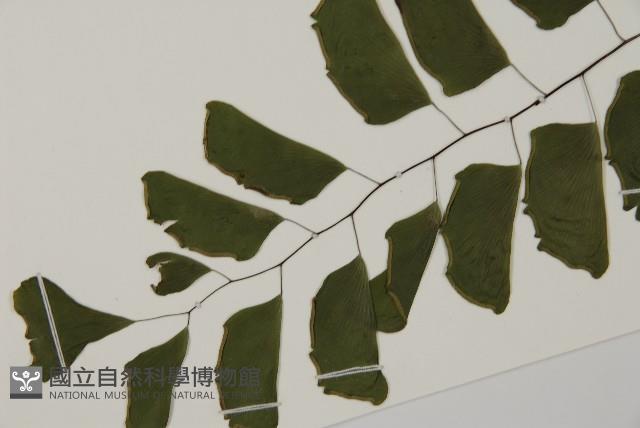 半月形鐵線蕨藏品圖，第5張