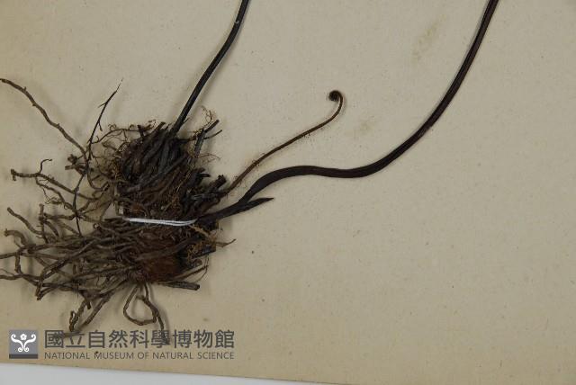 扇葉鐵線蕨藏品圖，第4張