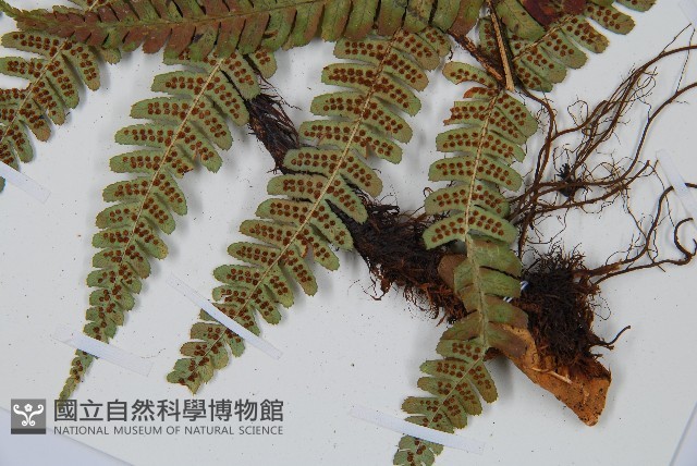 登錄號:P010772藏品圖，第5張
