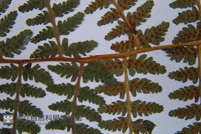 登錄號:P003772藏品圖，第5張