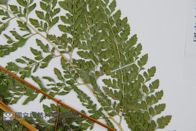 臺灣兩面複葉耳蕨藏品圖，第5張