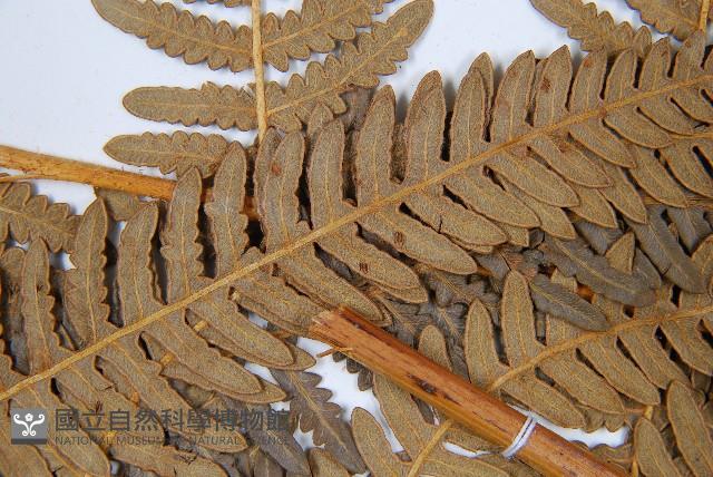 密毛蕨、巒大蕨藏品圖，第5張