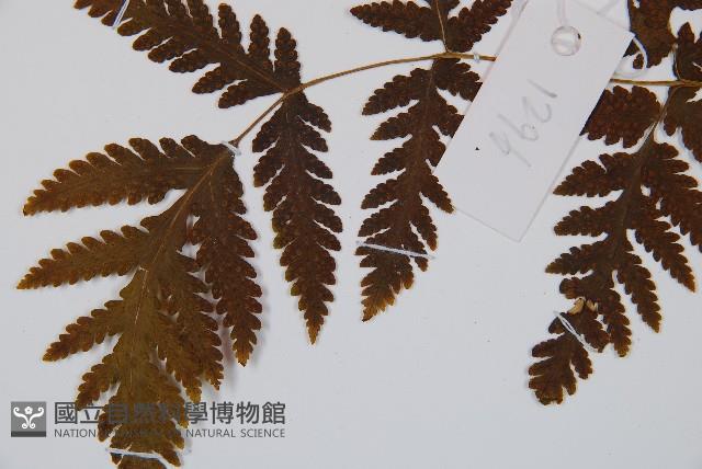 毛葉軸脈蕨藏品圖，第5張