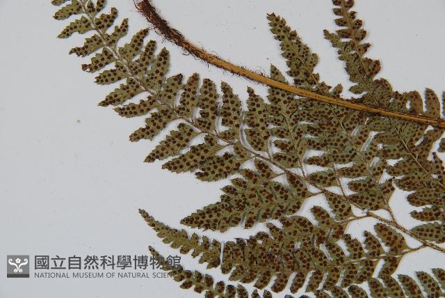 細葉複葉耳蕨藏品圖，第5張