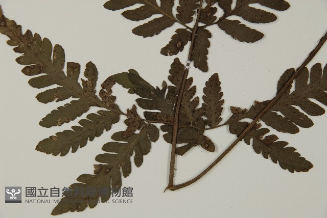 薄葉擬肋毛蕨藏品圖，第5張