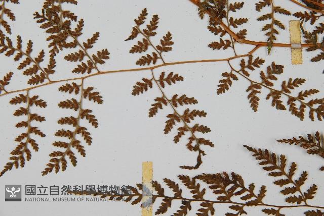 亞德氏蹄蓋蕨、假冷蕨藏品圖，第8張