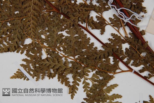 華南鱗蓋蕨藏品圖，第5張