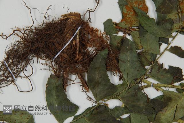 鐮羽貫眾藏品圖，第5張