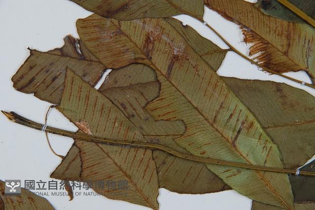 細柄雙蓋蕨藏品圖，第5張