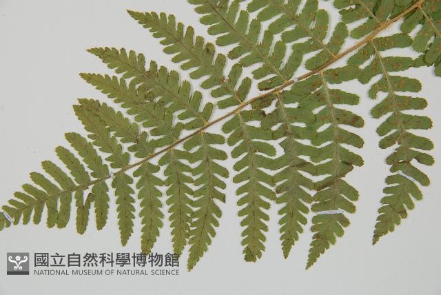 擬岩蕨藏品圖，第5張