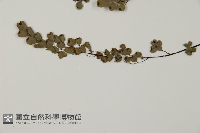 隴南鐵線蕨藏品圖，第7張