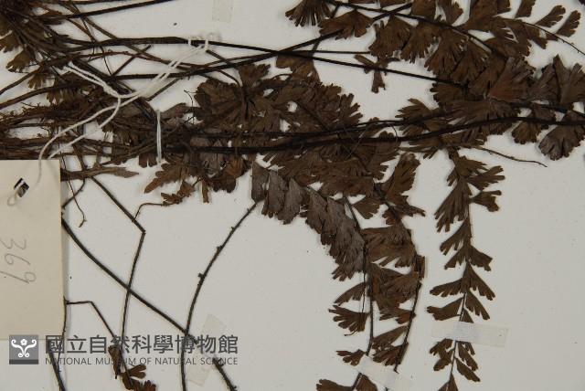 鞭葉鐵線蕨藏品圖，第5張