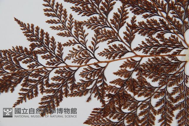 海州骨碎補藏品圖，第5張