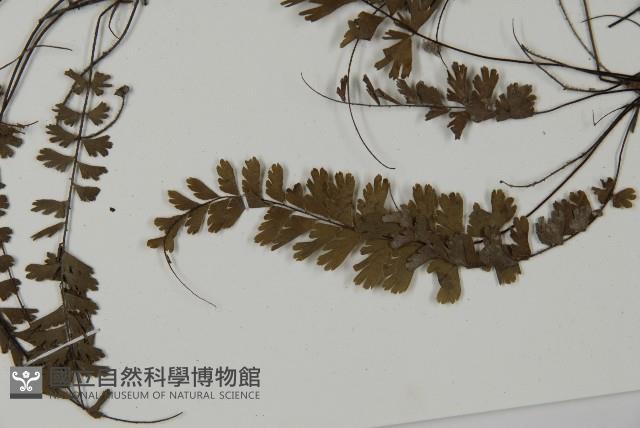 鞭葉鐵線蕨藏品圖，第5張