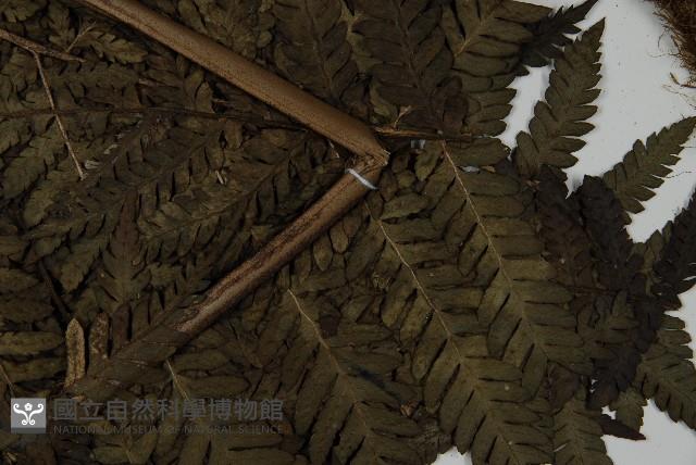 肋毛蕨藏品圖，第5張