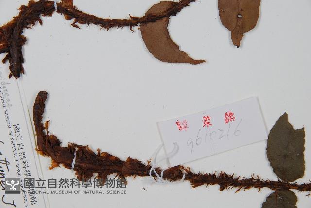 貫眾蕨藏品圖，第5張