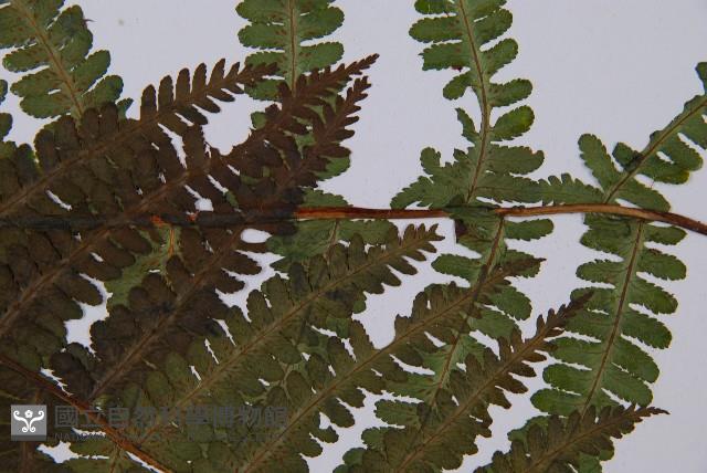 Accession Number:P003872 Collection Image, Figure 5, Total 5 Figures