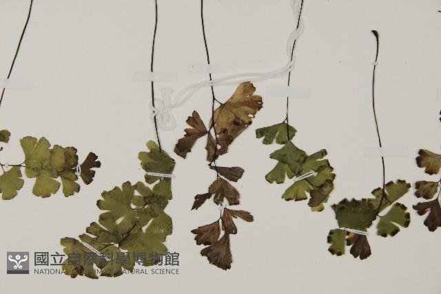 鐵線蕨藏品圖，第5張