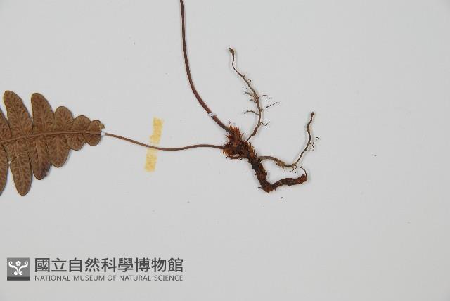 雉尾烏毛蕨藏品圖，第5張