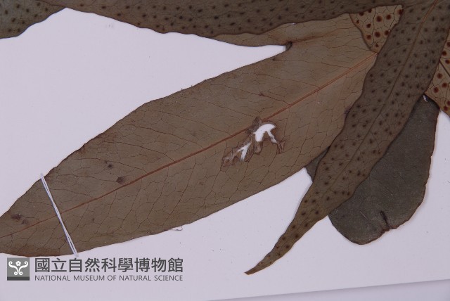 翅柄三叉蕨藏品圖，第5張