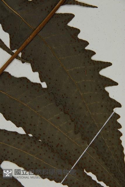 三叉蕨藏品圖，第5張