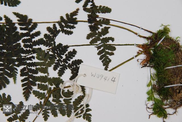 大葉貞蕨藏品圖，第5張