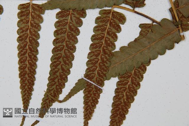 毛柄短腸蕨藏品圖，第5張