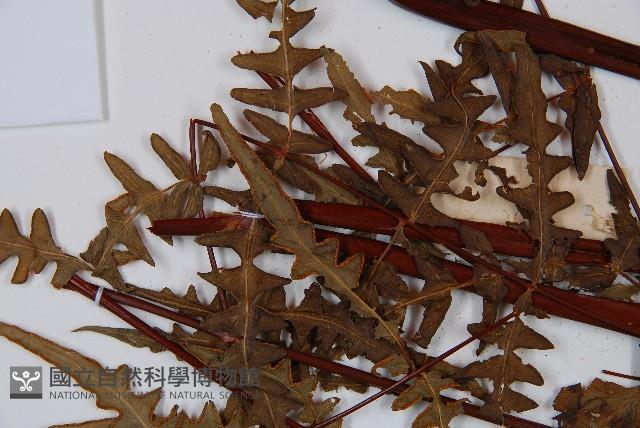 栗蕨藏品圖，第5張